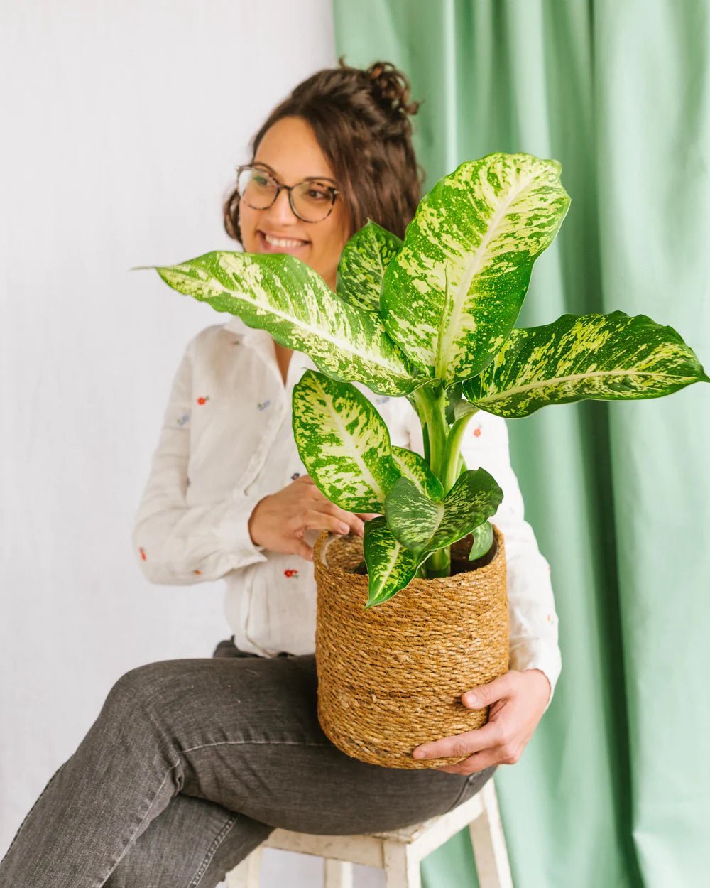 Entretien Dieffenbachia - La Green Touch