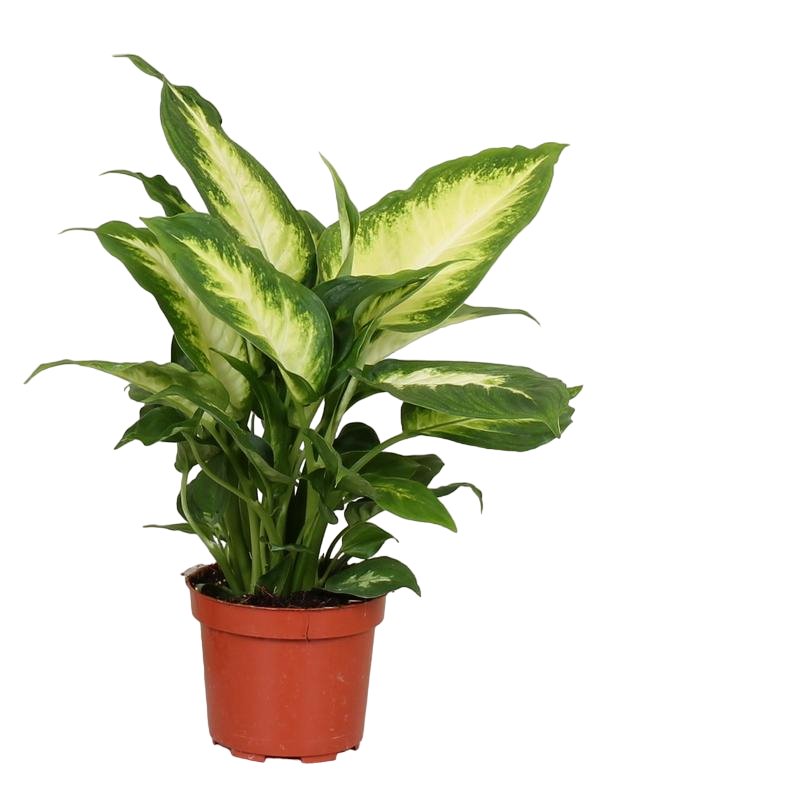 Entretien - Dieffenbachia Camilla: Guide pratique - La Green Touch