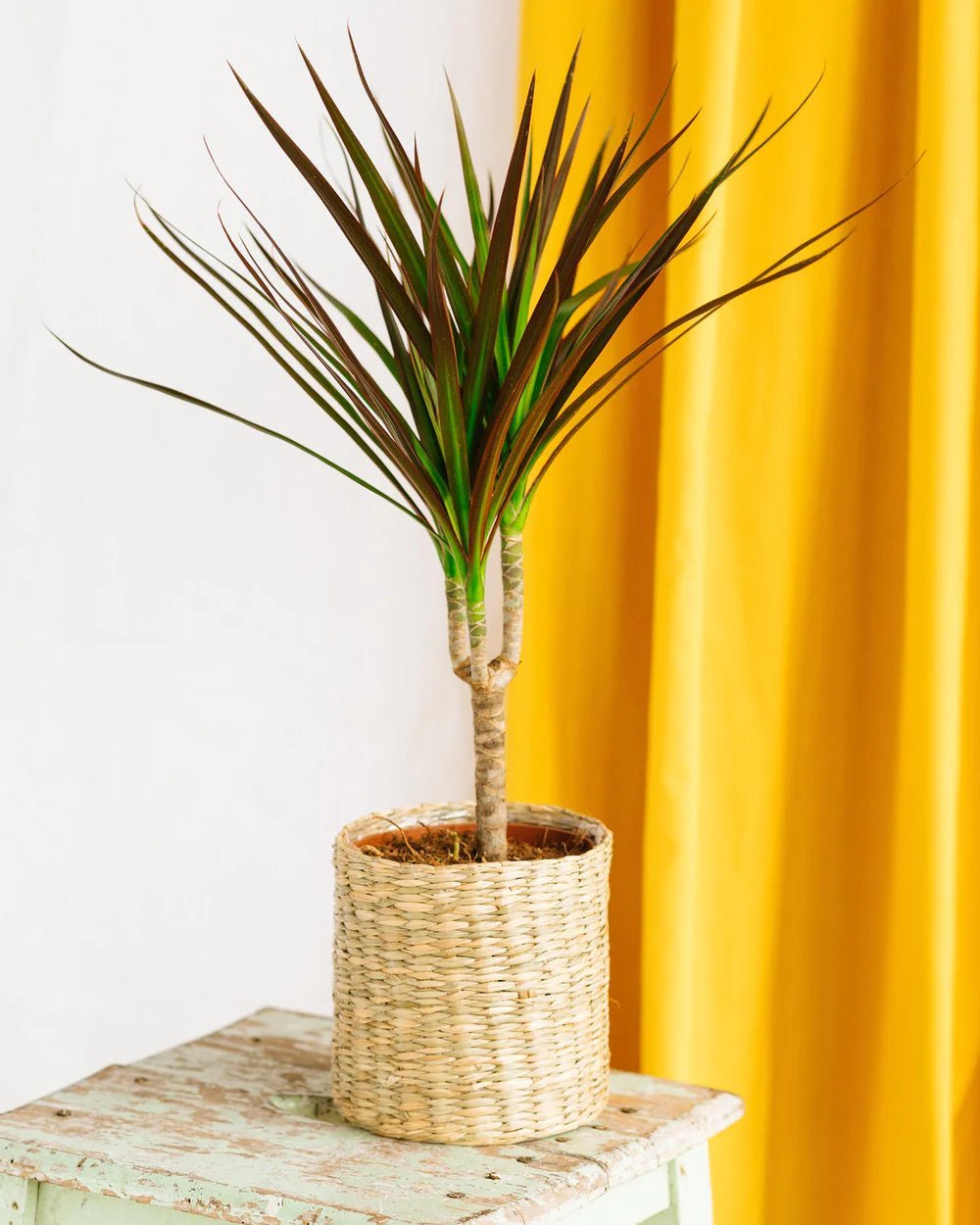 Entretien Dracaena - La Green Touch