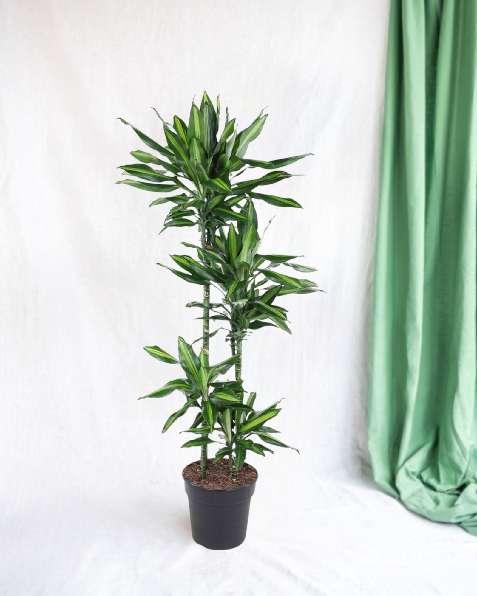 Entretien - Dracaena Cintho: Guide pratique - La Green Touch