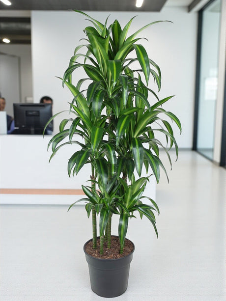 Entretien - Dracaena Hawaiiana: Guide pratique - La Green Touch