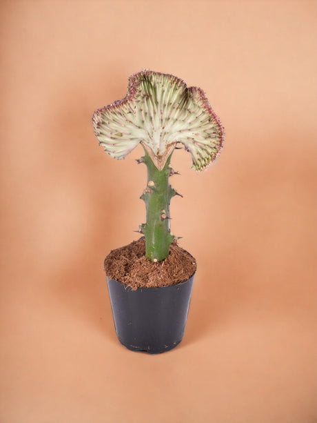 Entretien - Euphorbe lactea Cristata rood: Guide pratique - La Green Touch