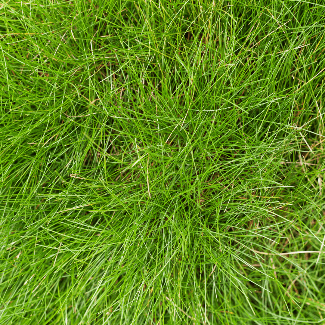 Entretien - Fétuque De Gautier (Festuca gautieri) : Guide pratique - La Green Touch