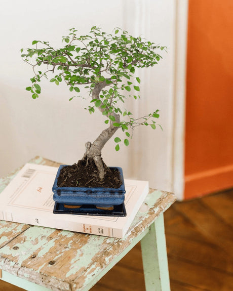 Entretien - Ficus Bonsai: Guide pratique - La Green Touch