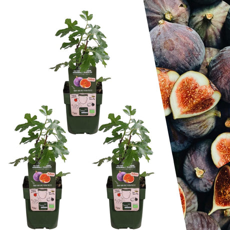 Entretien - Figuier (Ficus carica) : Guide pratique - La Green Touch
