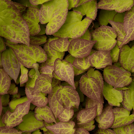 Entretien - Fleur Des Elfes (Epimedium perralcchicum) : Guide pratique - La Green Touch