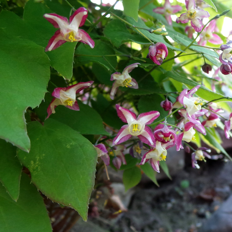 Entretien - Fleur Des Elfes (Epimedium rubrum) : Guide pratique - La Green Touch