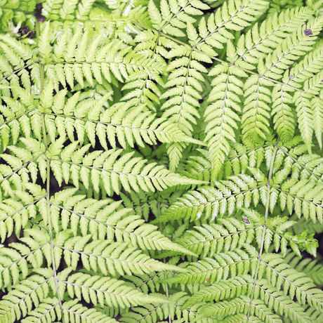 Entretien - Fougère Mâle (Dryopteris filix-mas) : Guide pratique - La Green Touch