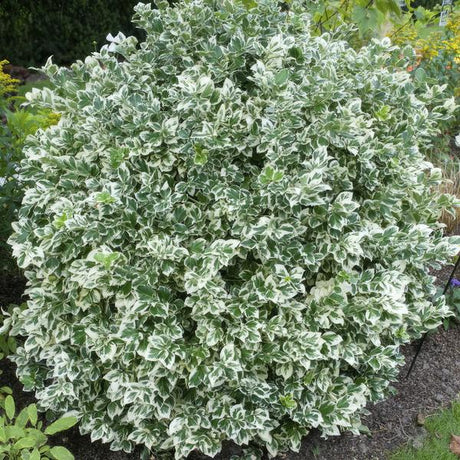 Entretien - Fusain (Euonymus fortunei) : Guide pratique - La Green Touch