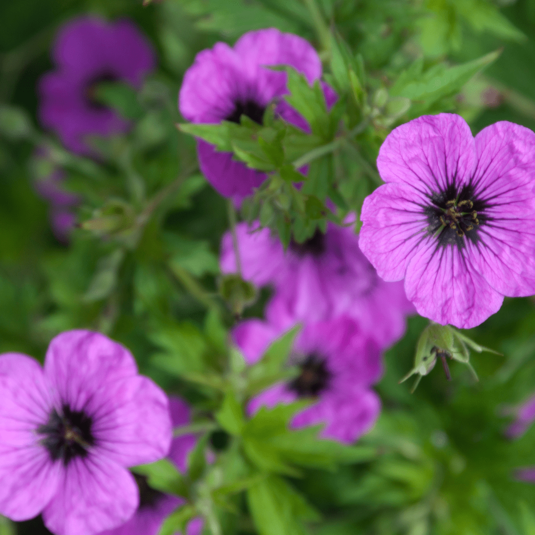 Entretien - Géranium à Gros Rhizome (Geranium macrorrhizum) : Guide pratique - La Green Touch
