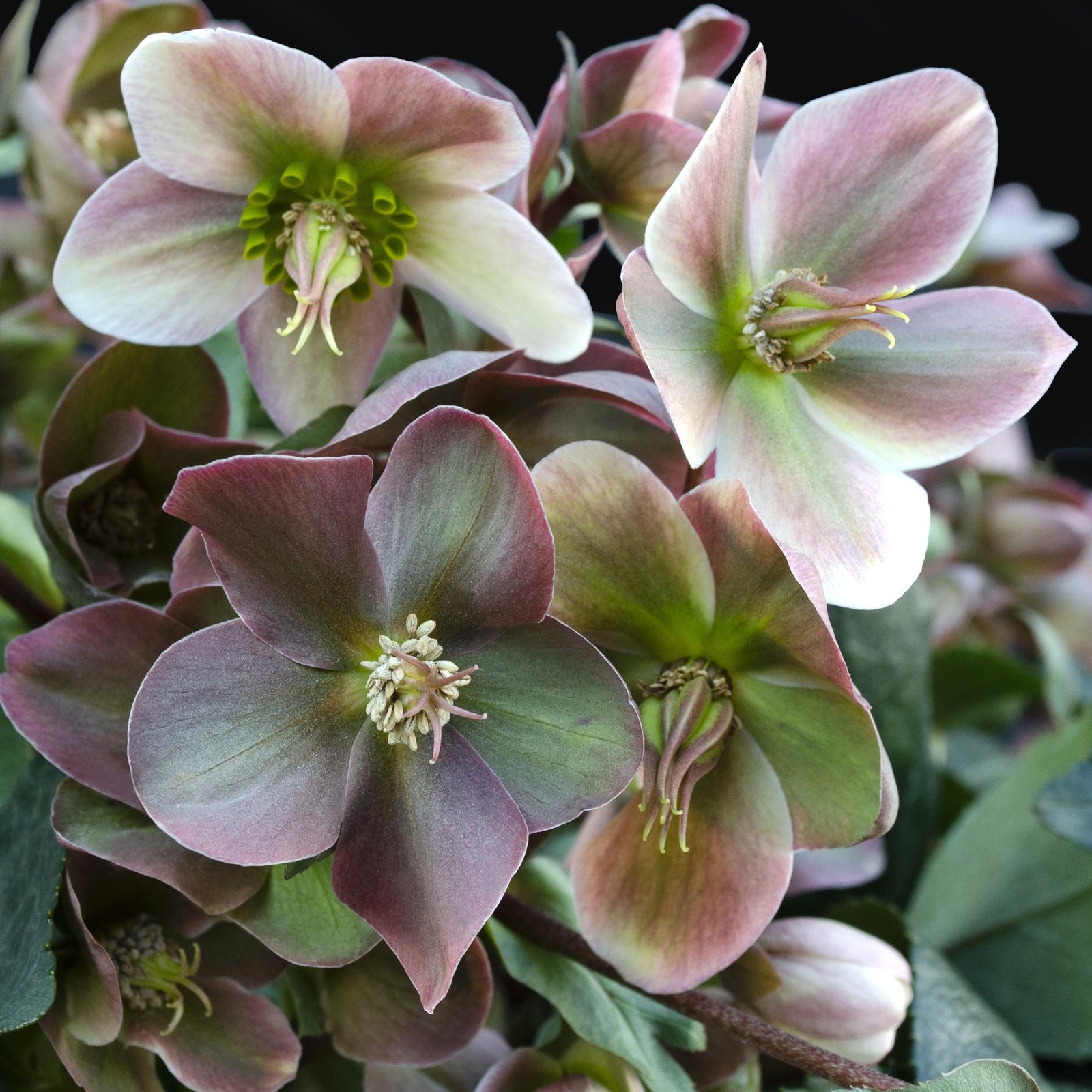 Entretien - Hellébore (Helleborus x) : Guide pratique - La Green Touch