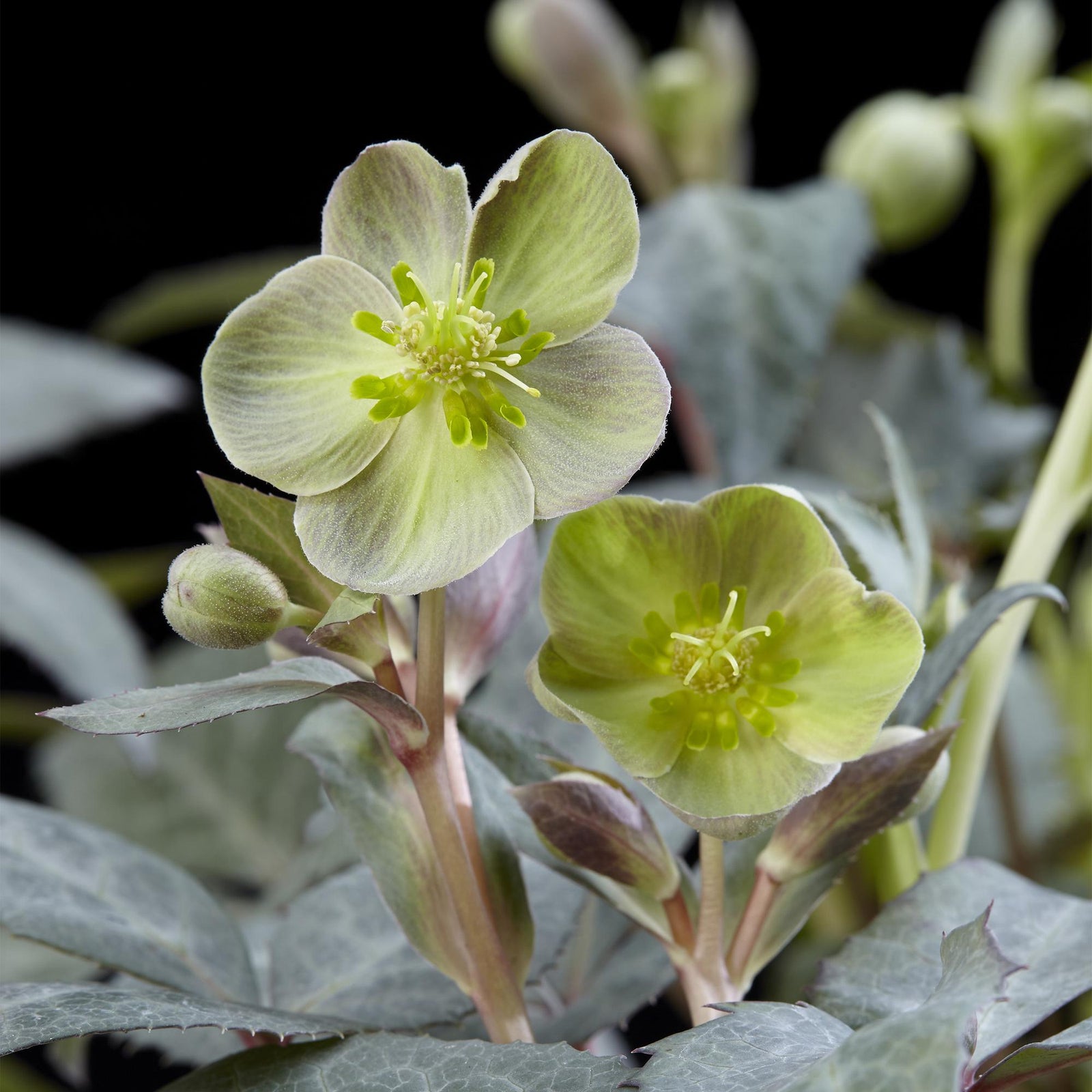 Entretien - Hellébore (Helleborus x sternii) : Guide pratique - La Green Touch
