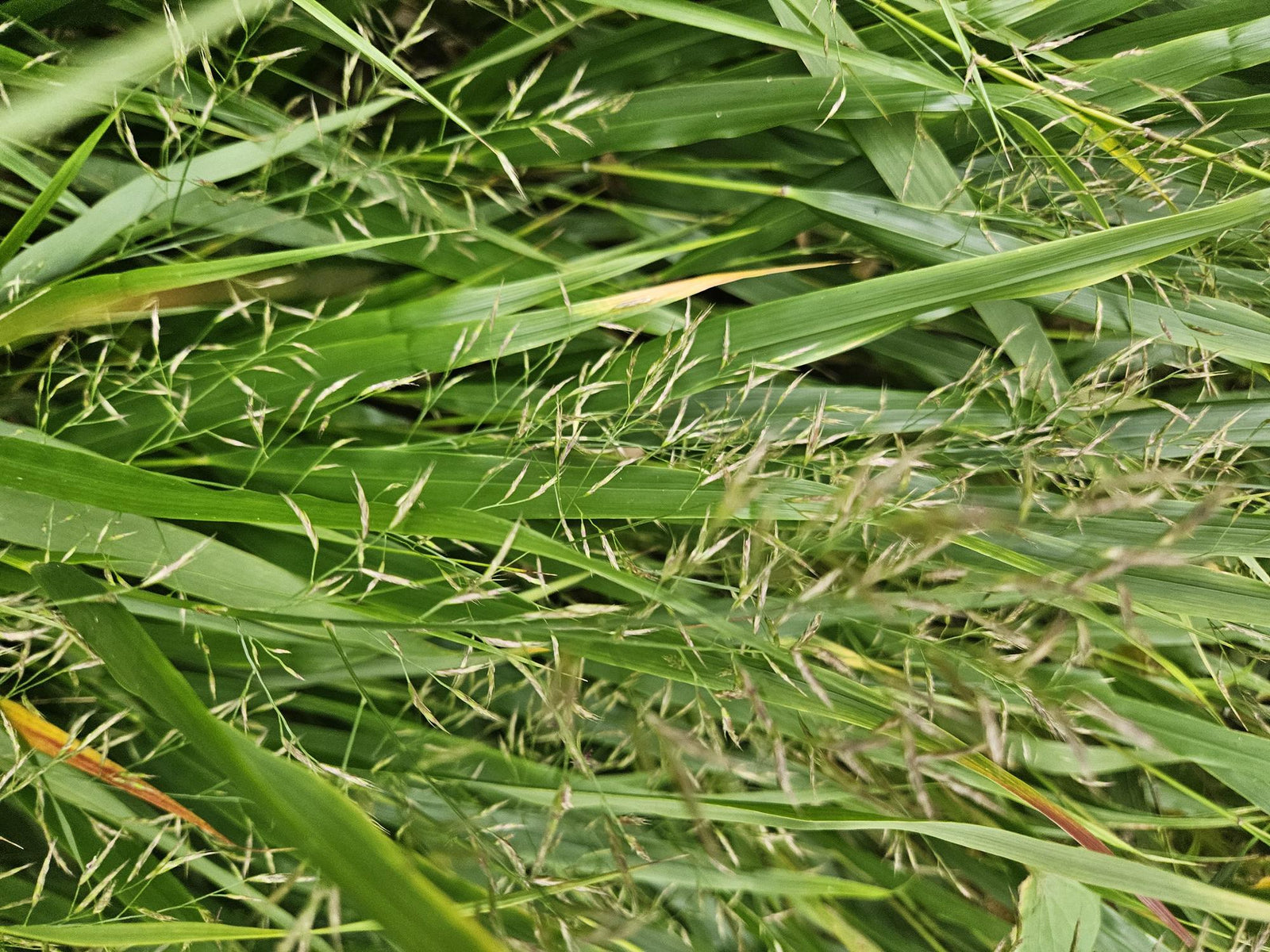 Entretien - Herbe Du Japon (Hakonechloa macra) : Guide pratique - La Green Touch