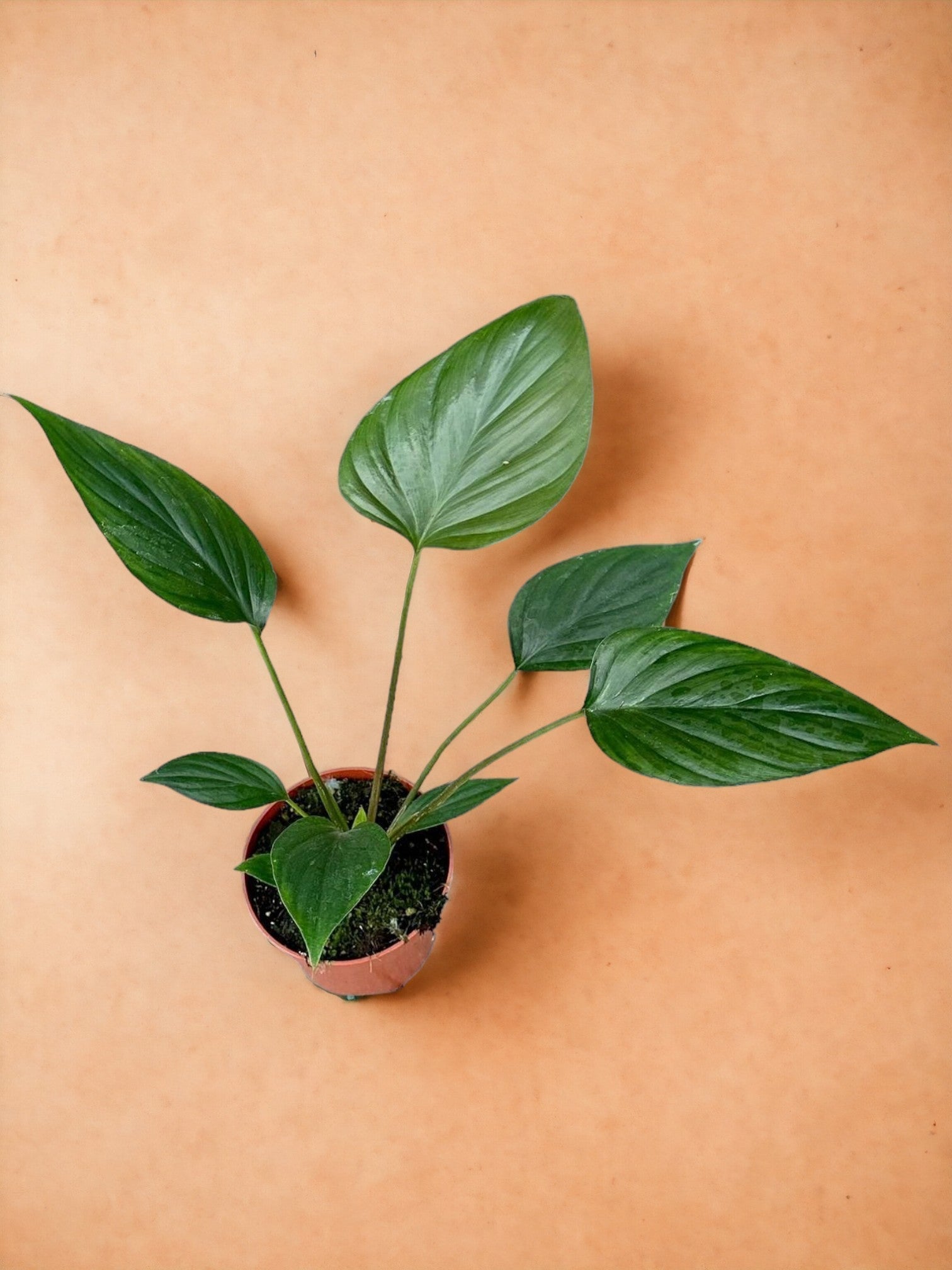 Entretien - Homalomena Rubescens Black: Guide pratique - La Green Touch