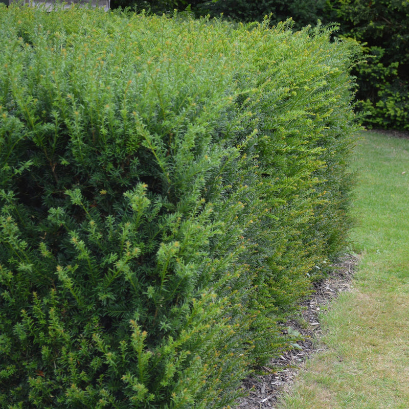 Entretien If Commun (Taxus baccata) : guide pratique