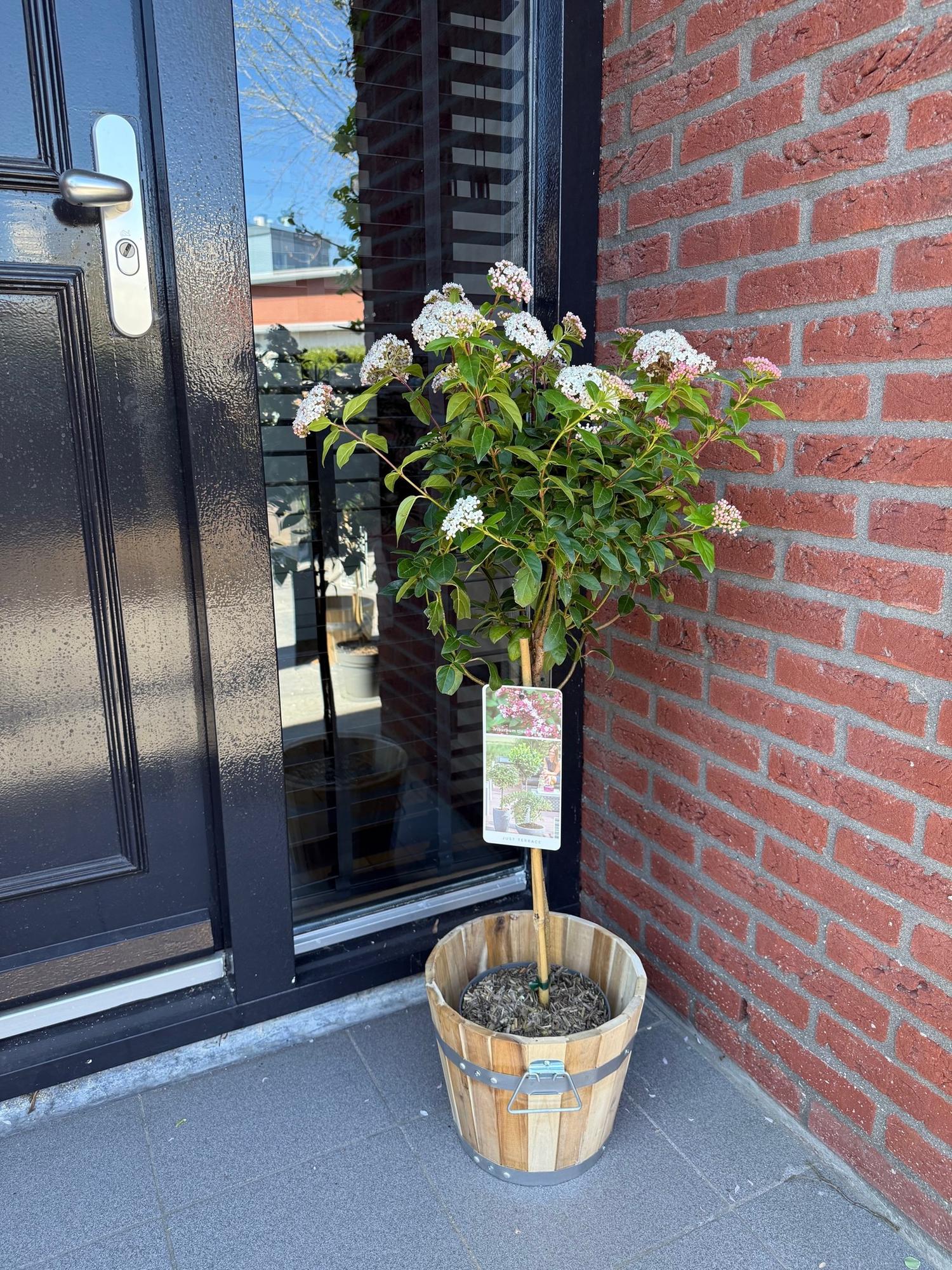 Entretien - Laurier-Tin (Viburnum tinus) : Guide pratique - La Green Touch