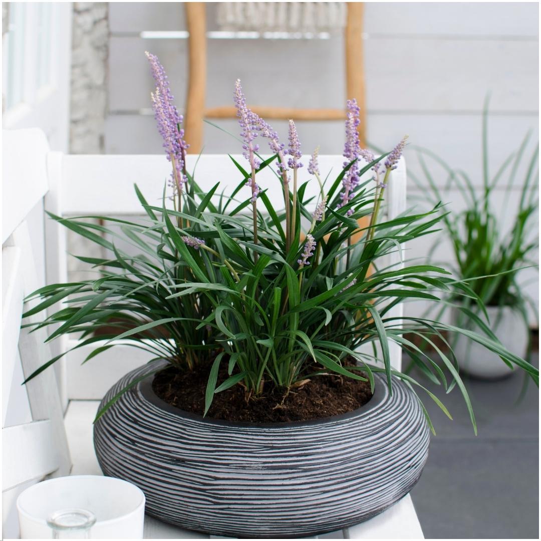 Entretien - Liriope (Liriope muscari) : Guide pratique - La Green Touch