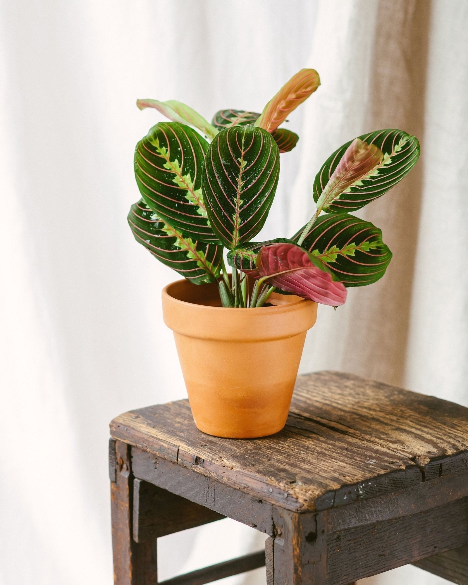 Entretien Maranta Fascinator - La Green Touch