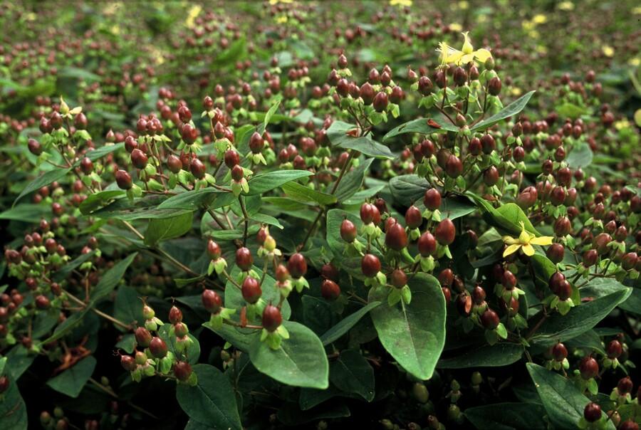 Entretien - Millepertuis (Hypericum inodorum) : Guide pratique - La Green Touch