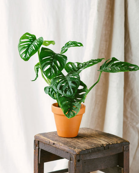 Entretien Monstera Adansonii - La Green Touch