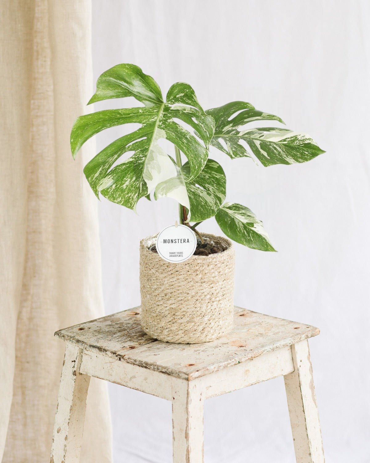 Entretien - Monstera Deliciosa Variegata: Guide pratique - La Green Touch