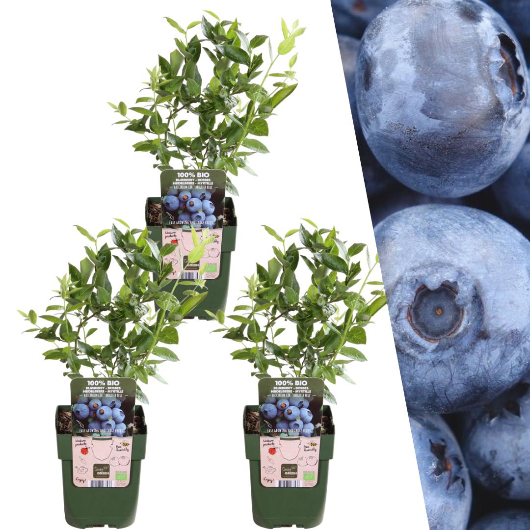 Entretien - Myrtille (Vaccinium corymbosum) : Guide pratique - La Green Touch