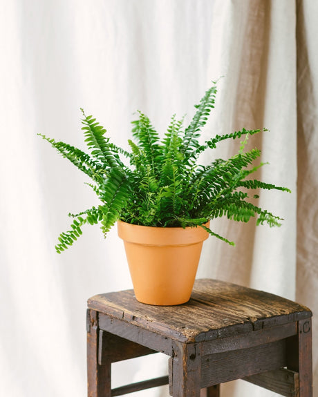 Entretien Nephrolepis Green Lady - La Green Touch