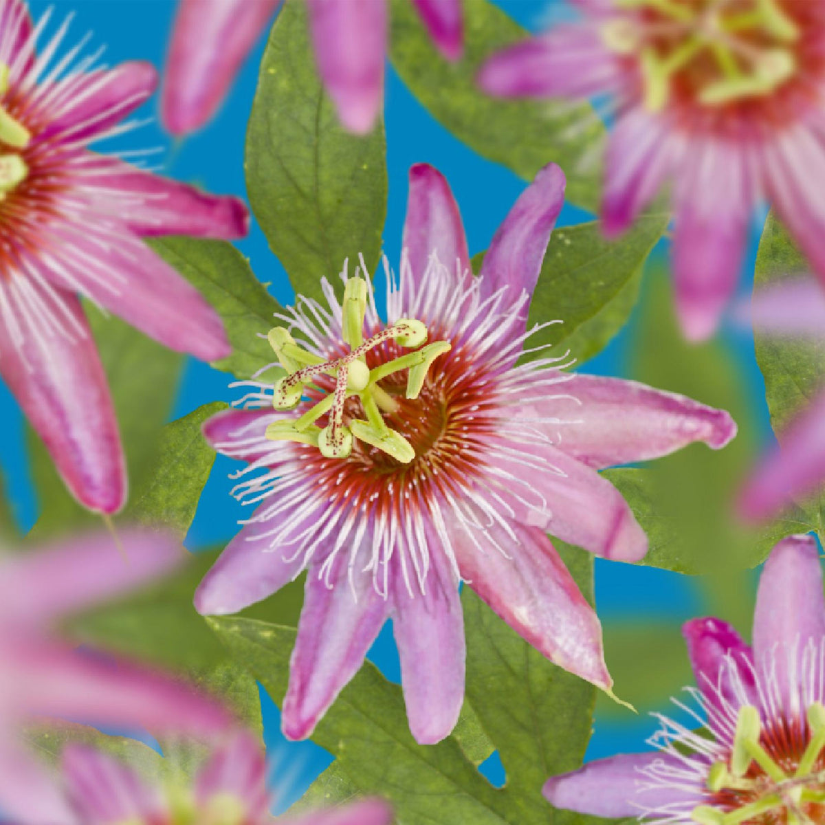 Passiflore (Passiflora) : entretien, taille, arrosage