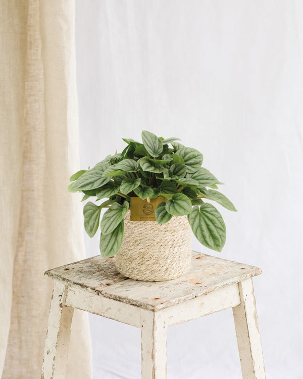 Entretien - Peperomia Moonlight: Guide pratique - La Green Touch
