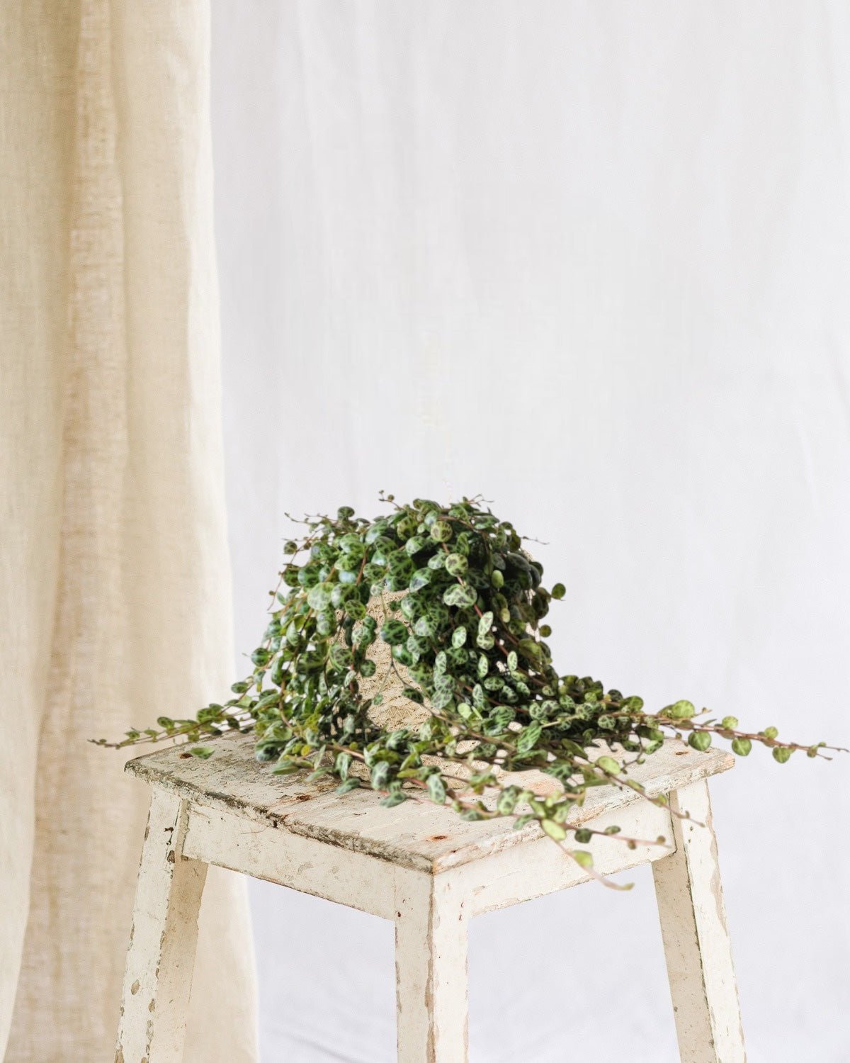 Entretien - Peperomia Prostrata: Guide pratique - La Green Touch