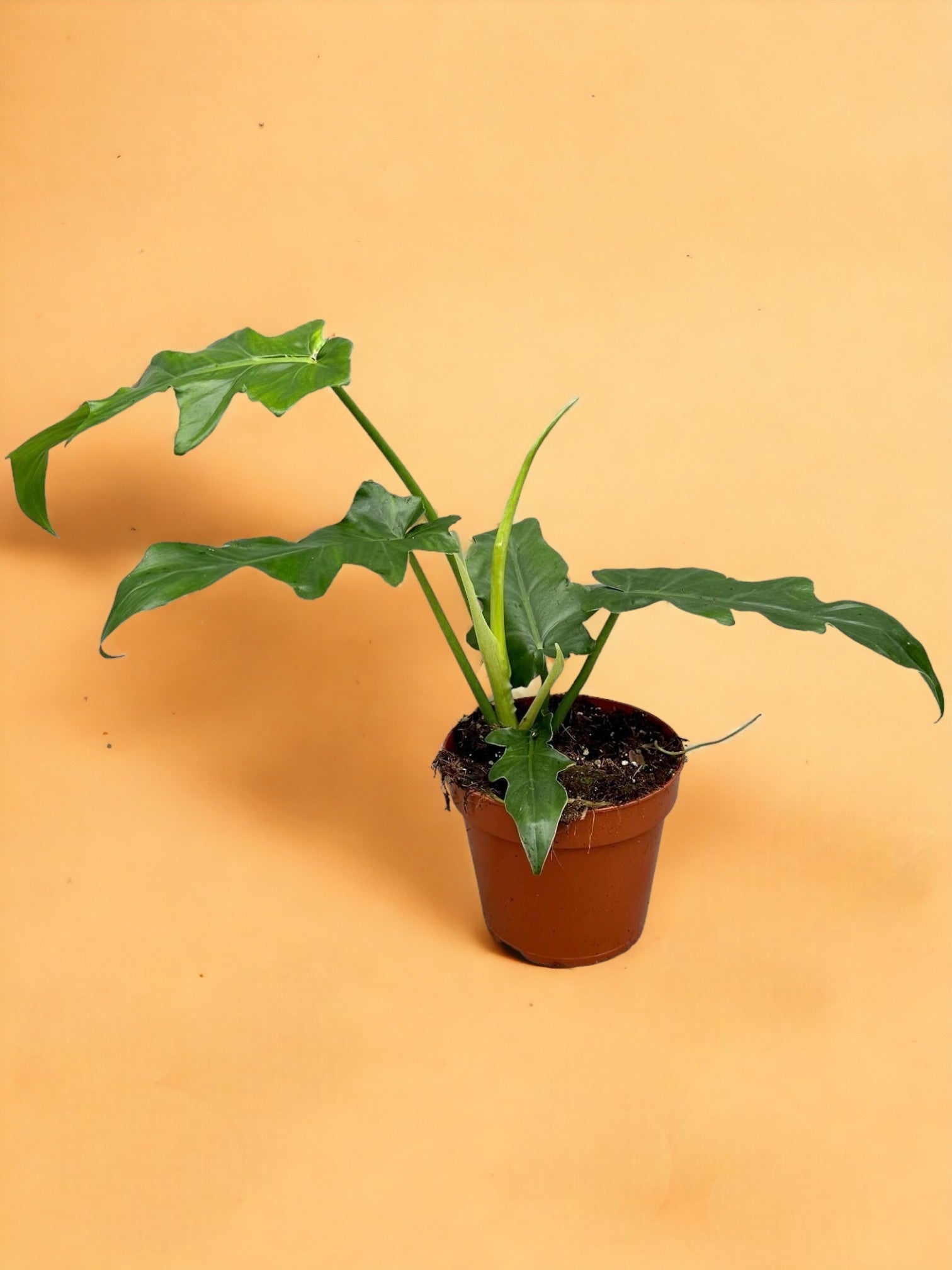 Entretien - Philodendron Bob Cee: Guide pratique - La Green Touch
