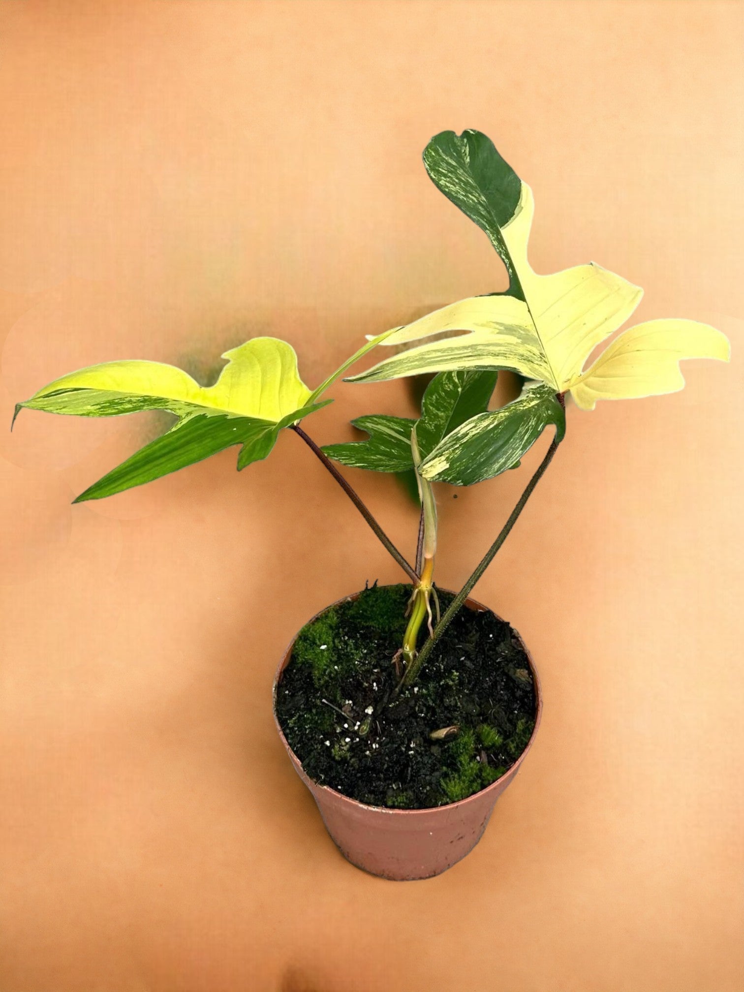 Entretien - Philodendron Florida Beauty Variegata: Guide pratique - La Green Touch
