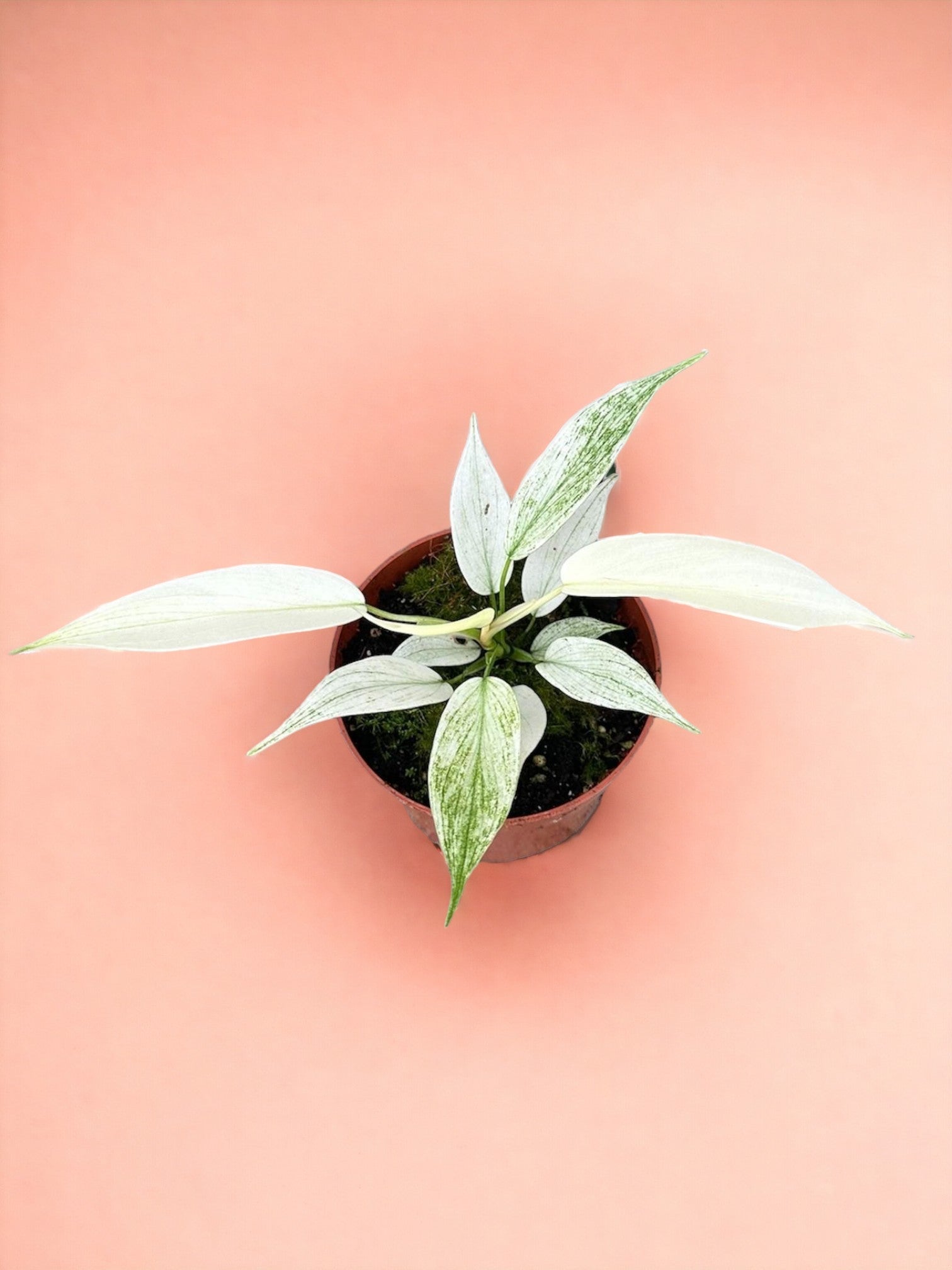 Entretien - Philodendron Florida Ghost: Guide pratique - La Green Touch