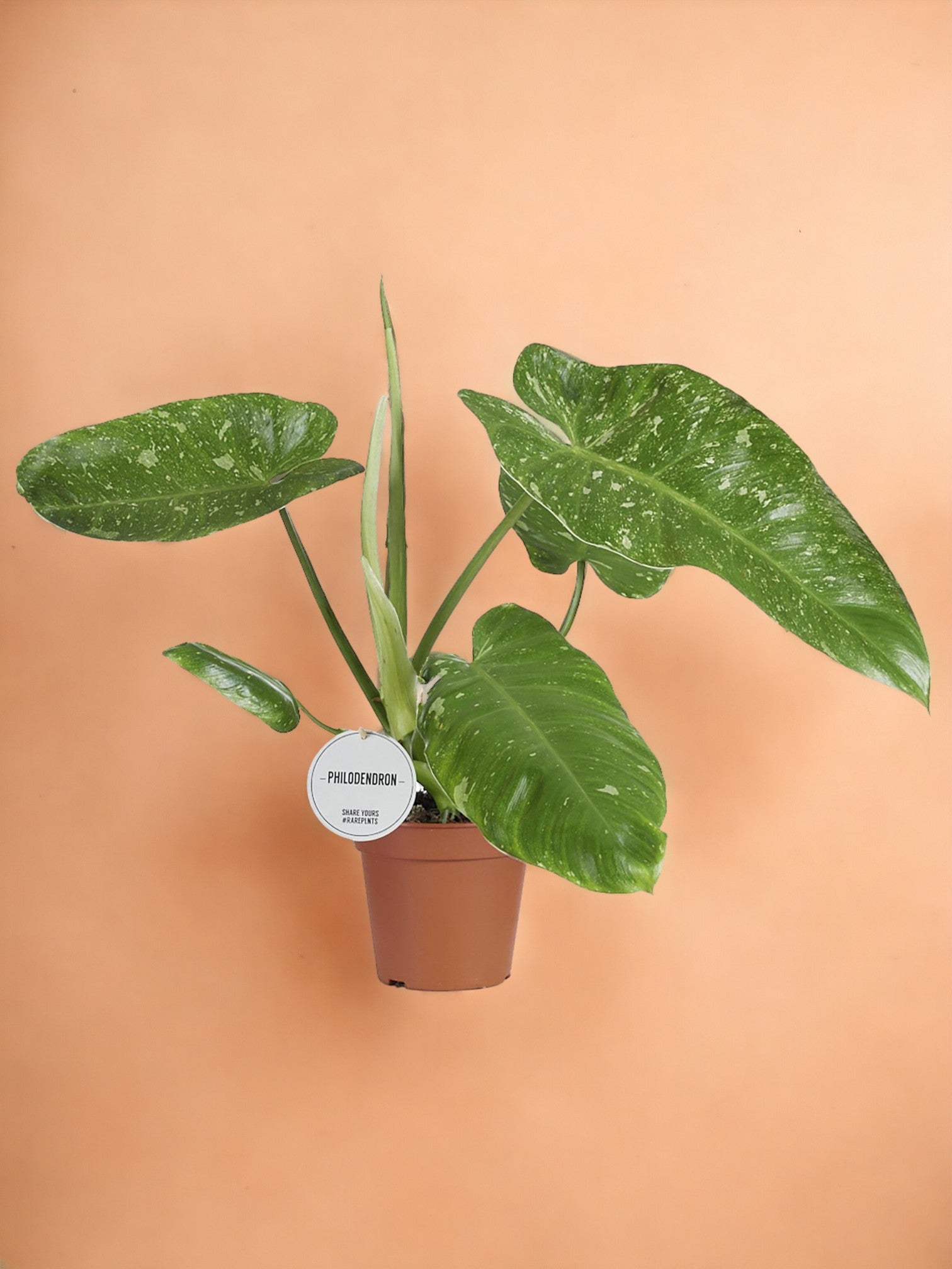 Entretien - Philodendron Jose Buono: Guide pratique - La Green Touch