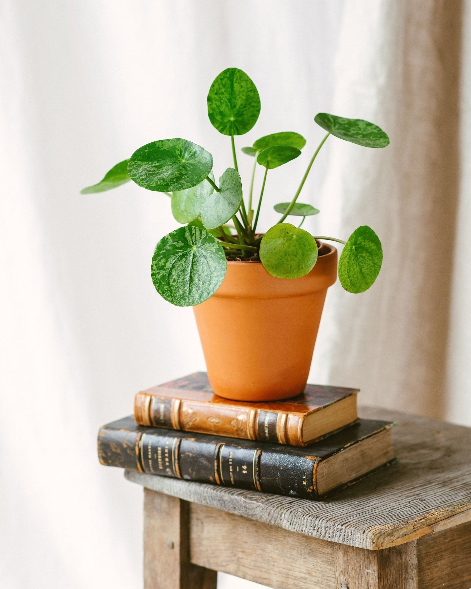 Entretien - Pilea Mojito: Guide pratique - La Green Touch