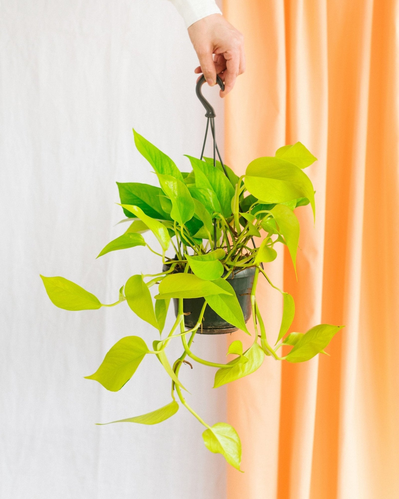 Entretien pothos neon gold - La Green Touch