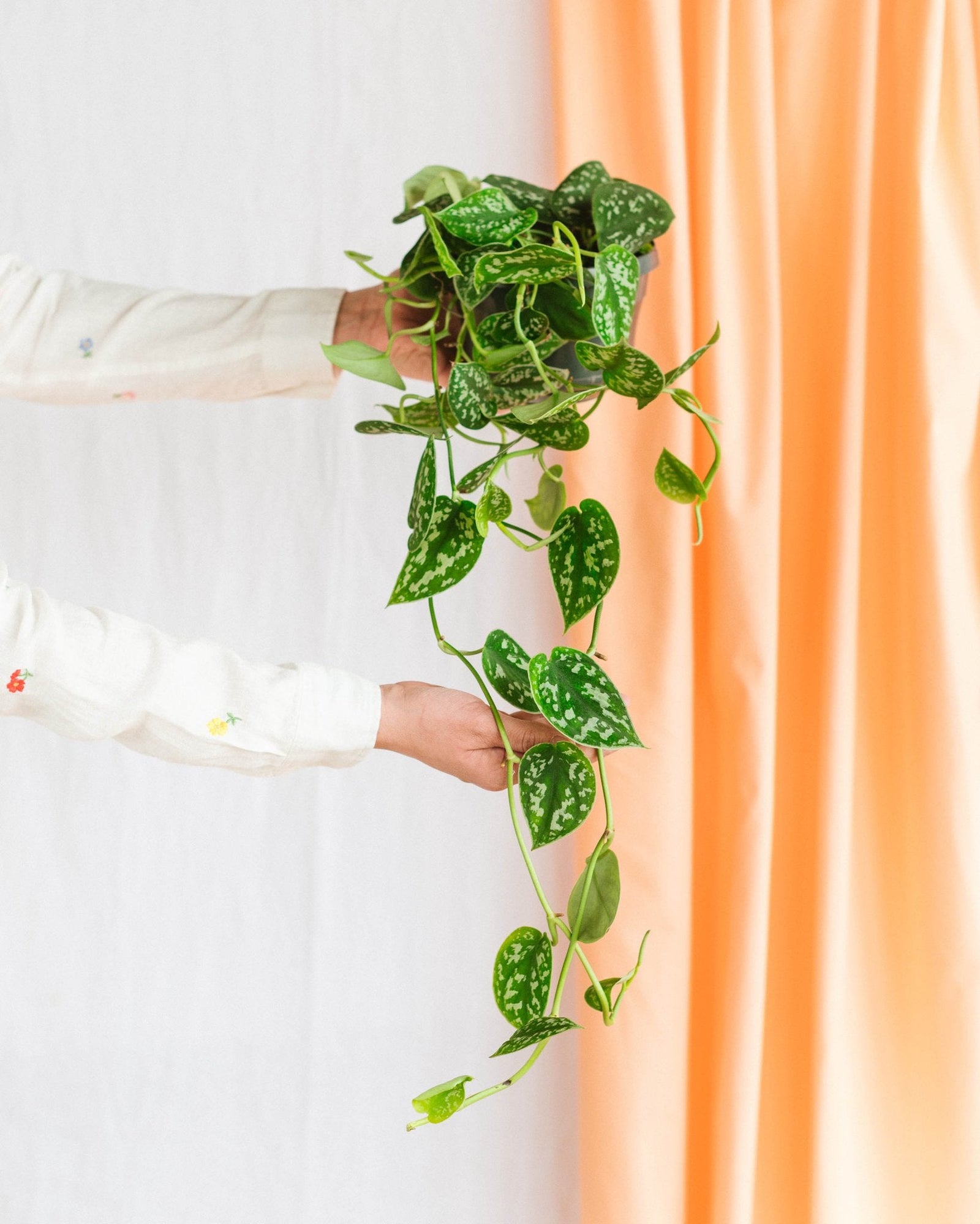 Entretien pothos silver - La Green Touch