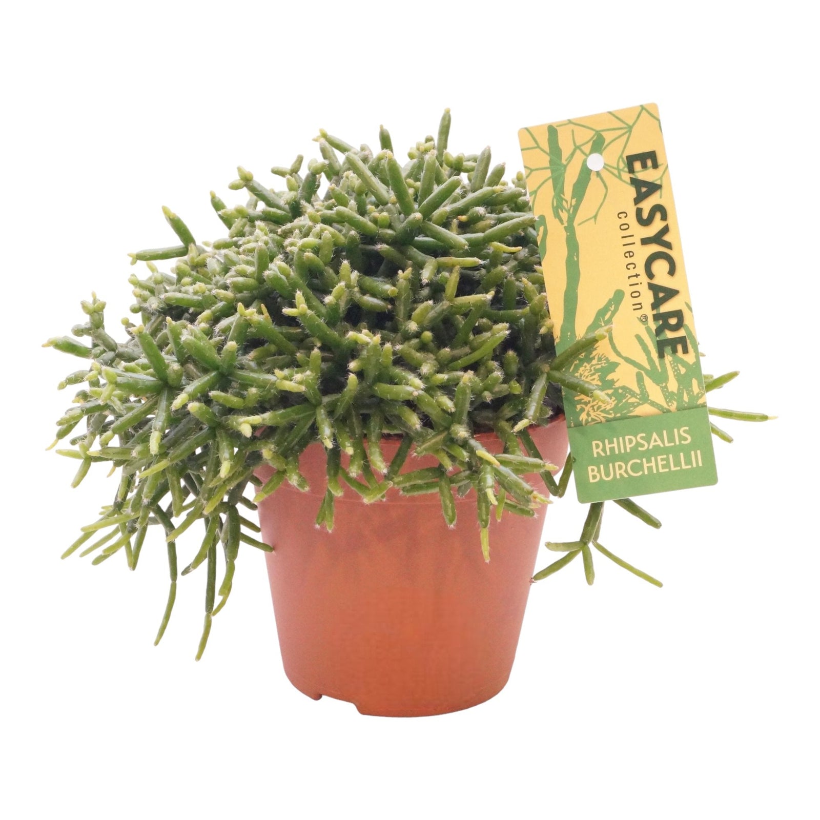 Entretien - Rhipsalis Burchellii: Guide pratique - La Green Touch