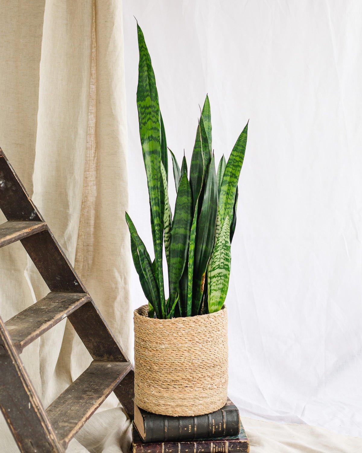 Entretien - Sansevieria Black coral: Guide pratique - La Green Touch