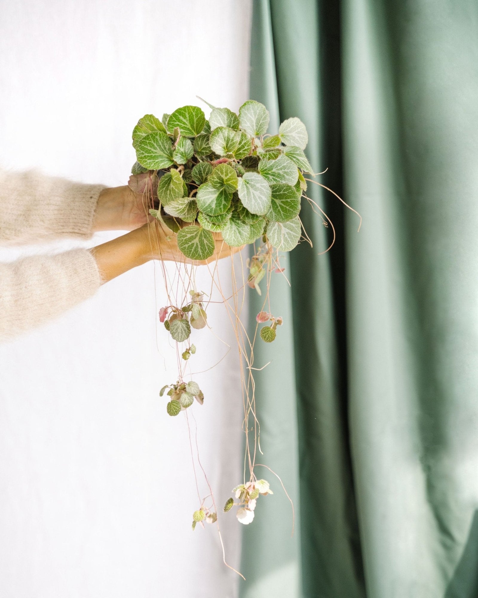 Entretien - Saxifraga Stolonifera: Guide pratique - La Green Touch