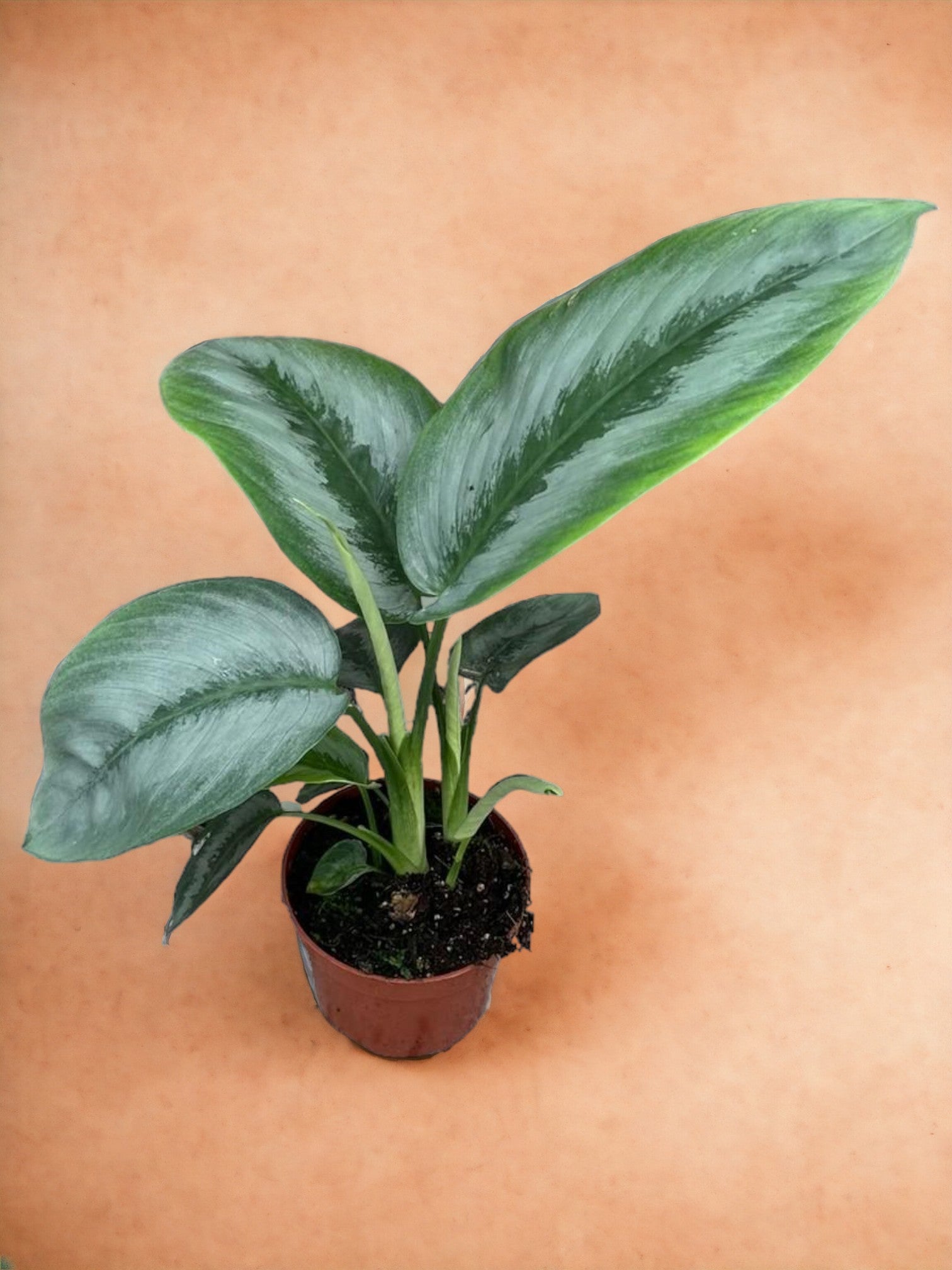 Entretien - Schismatoglottis Silver Borneo: Guide pratique - La Green Touch