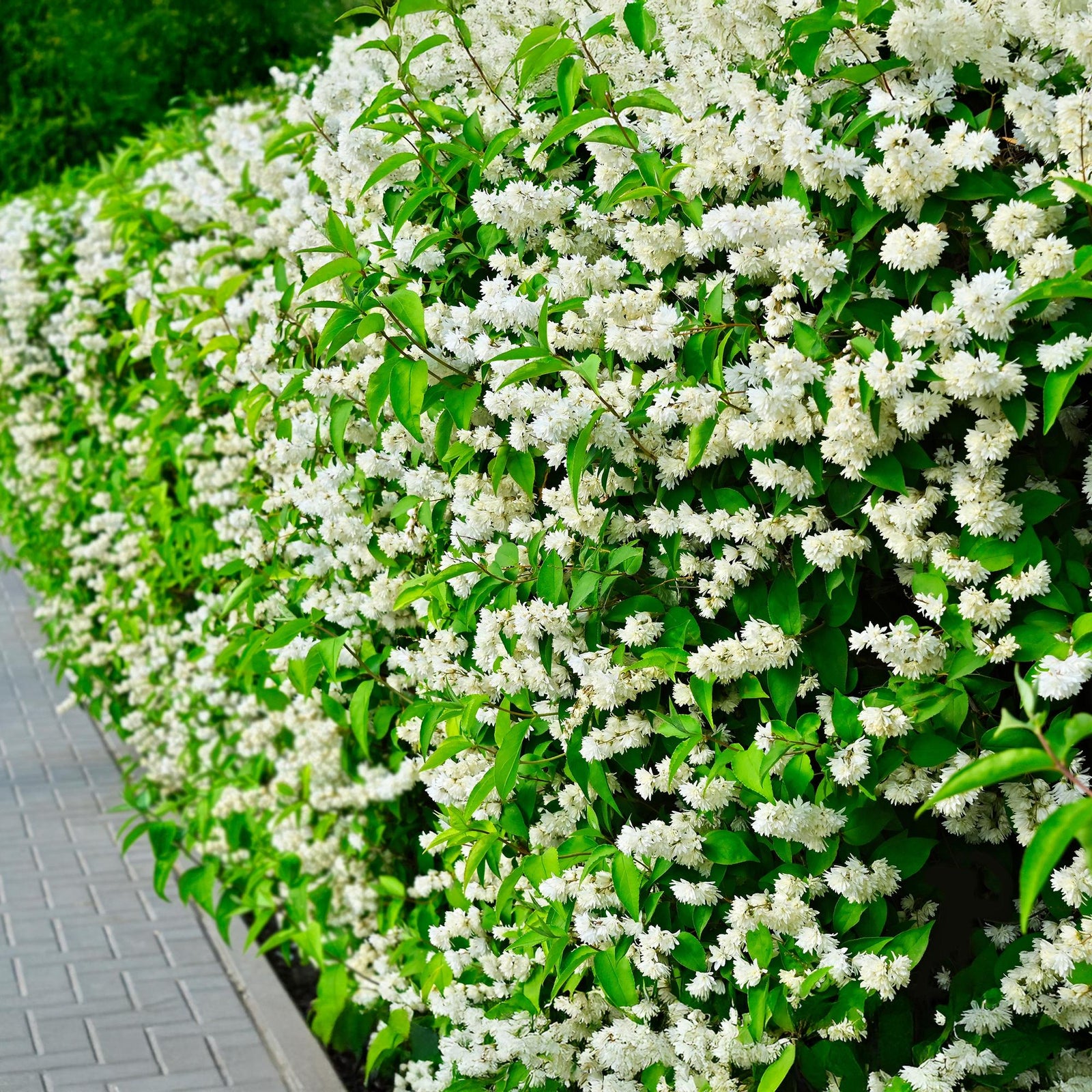 Entretien - Seringat Des Jardins (Philadelphus x) : Guide pratique - La Green Touch