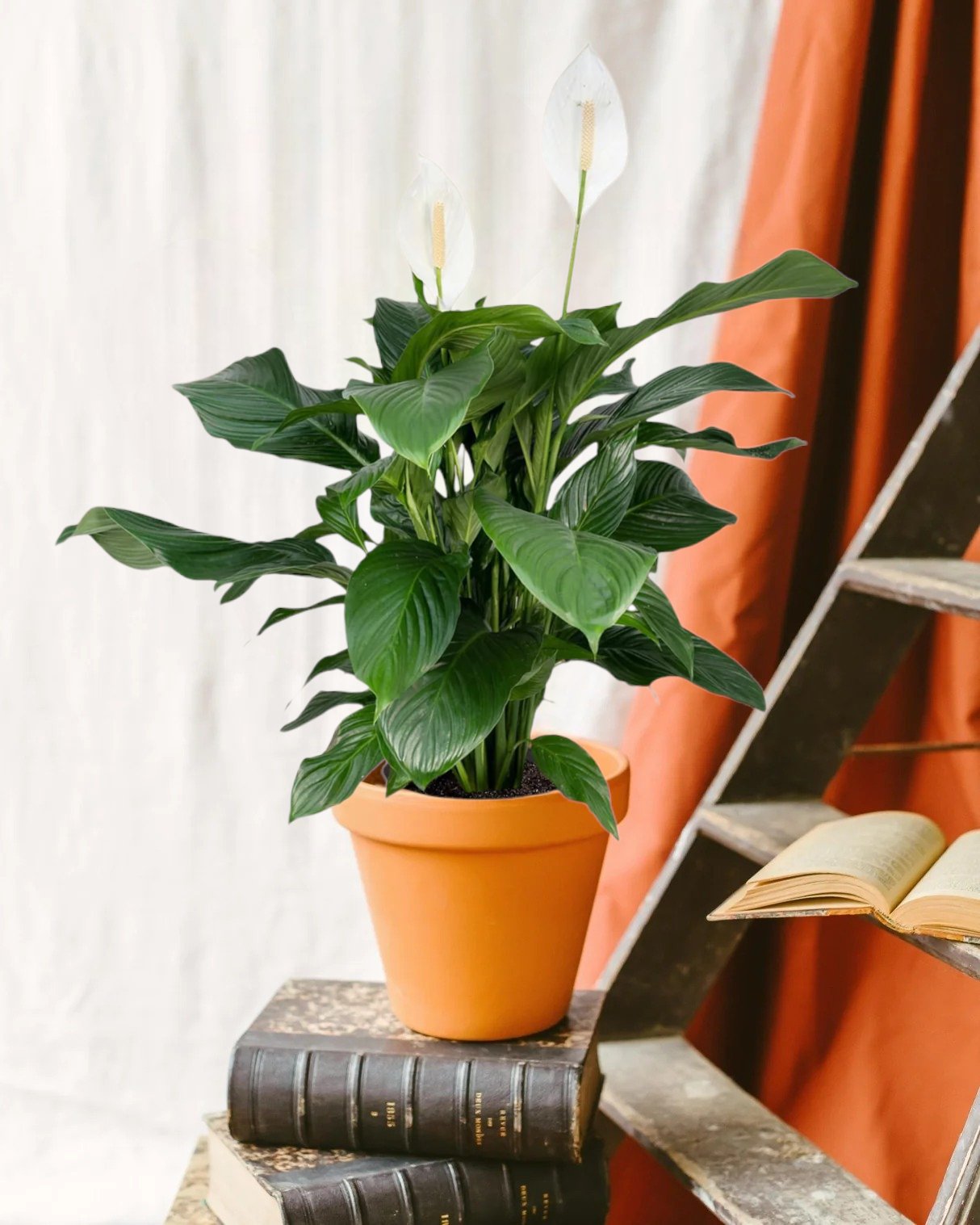 Entretien - spathiphyllum Bingo Cupido: Guide pratique - La Green Touch