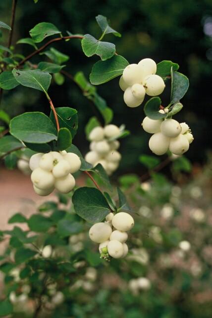 Entretien - Symphorine De Chenault (Symphoricarpos x chenaultii) : Guide pratique - La Green Touch