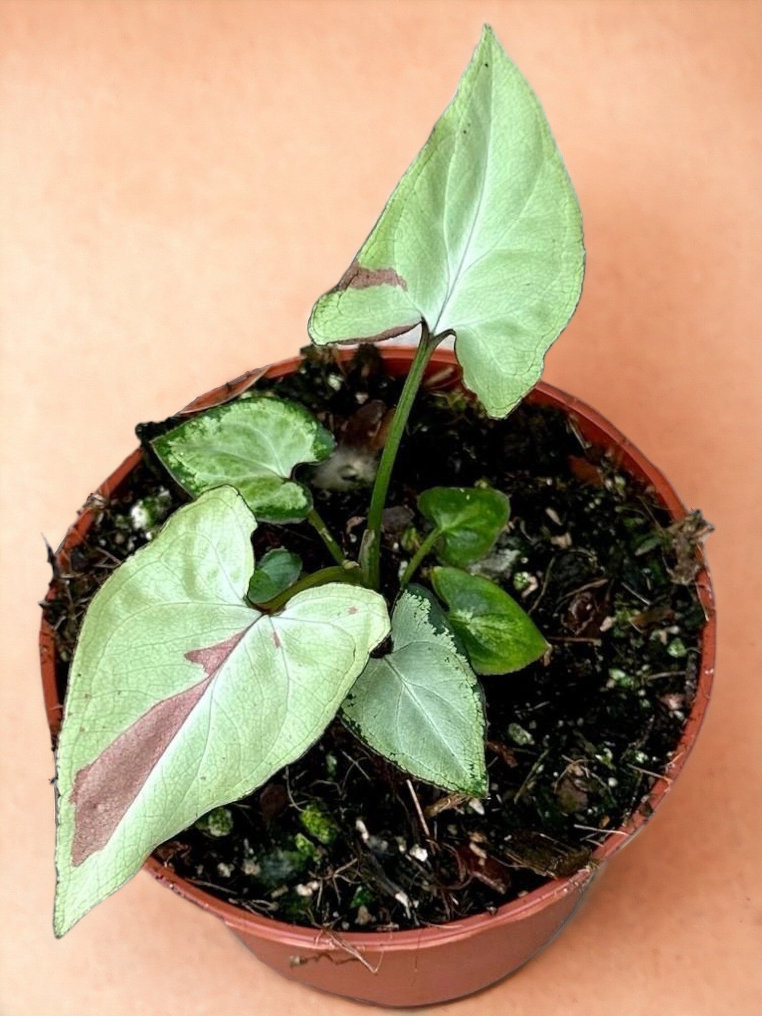 Entretien - Syngonium Strawberry Milk: Guide pratique - La Green Touch