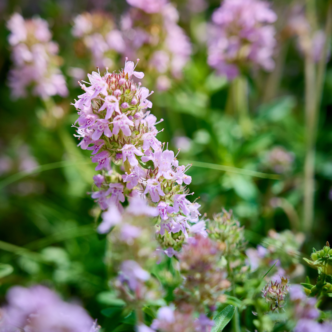 Entretien - Thym Commun (Thymus vulgaris) : Guide pratique - La Green Touch