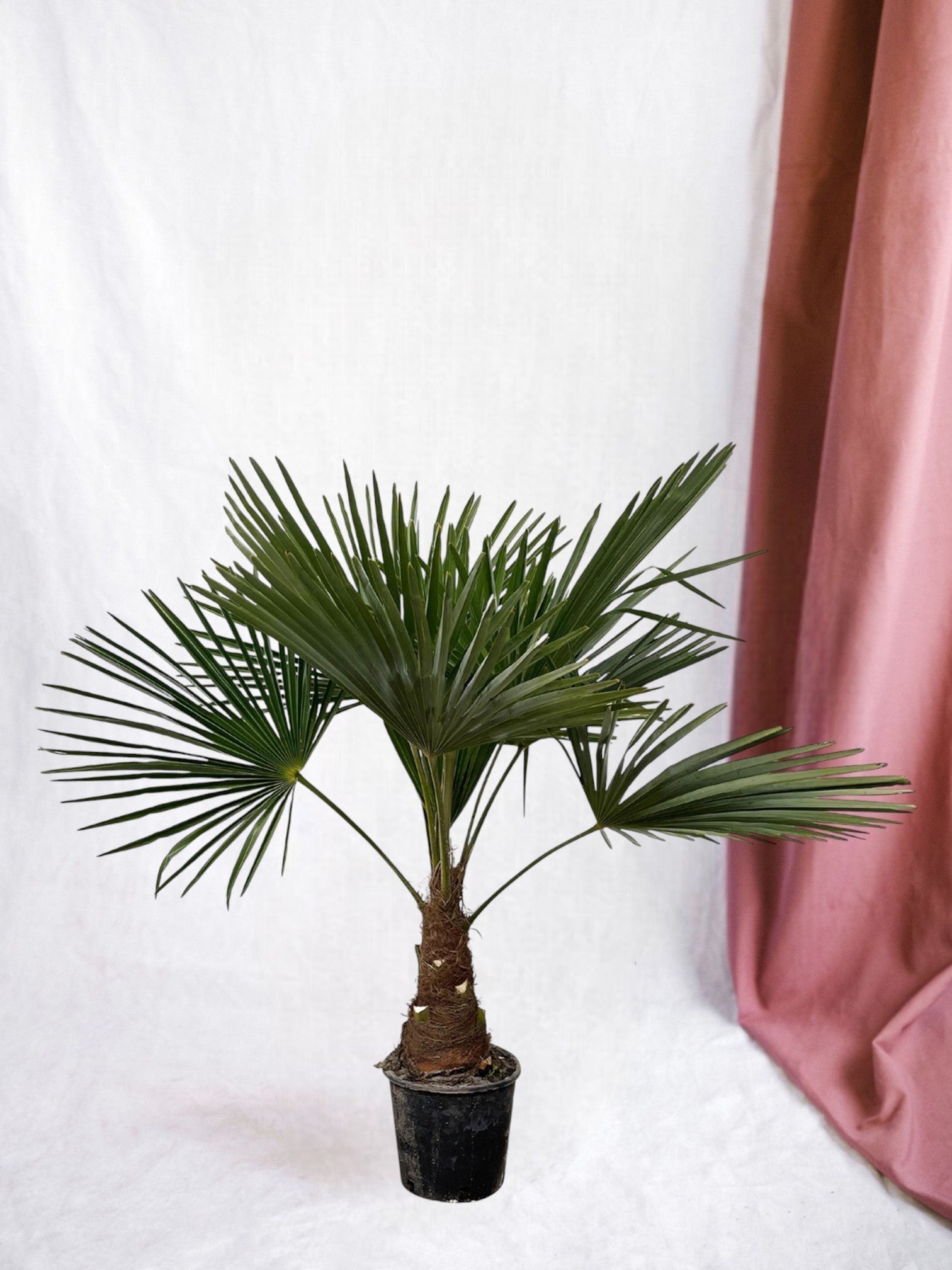 Entretien - Trachycarpus Fortuneii: Guide pratique - La Green Touch