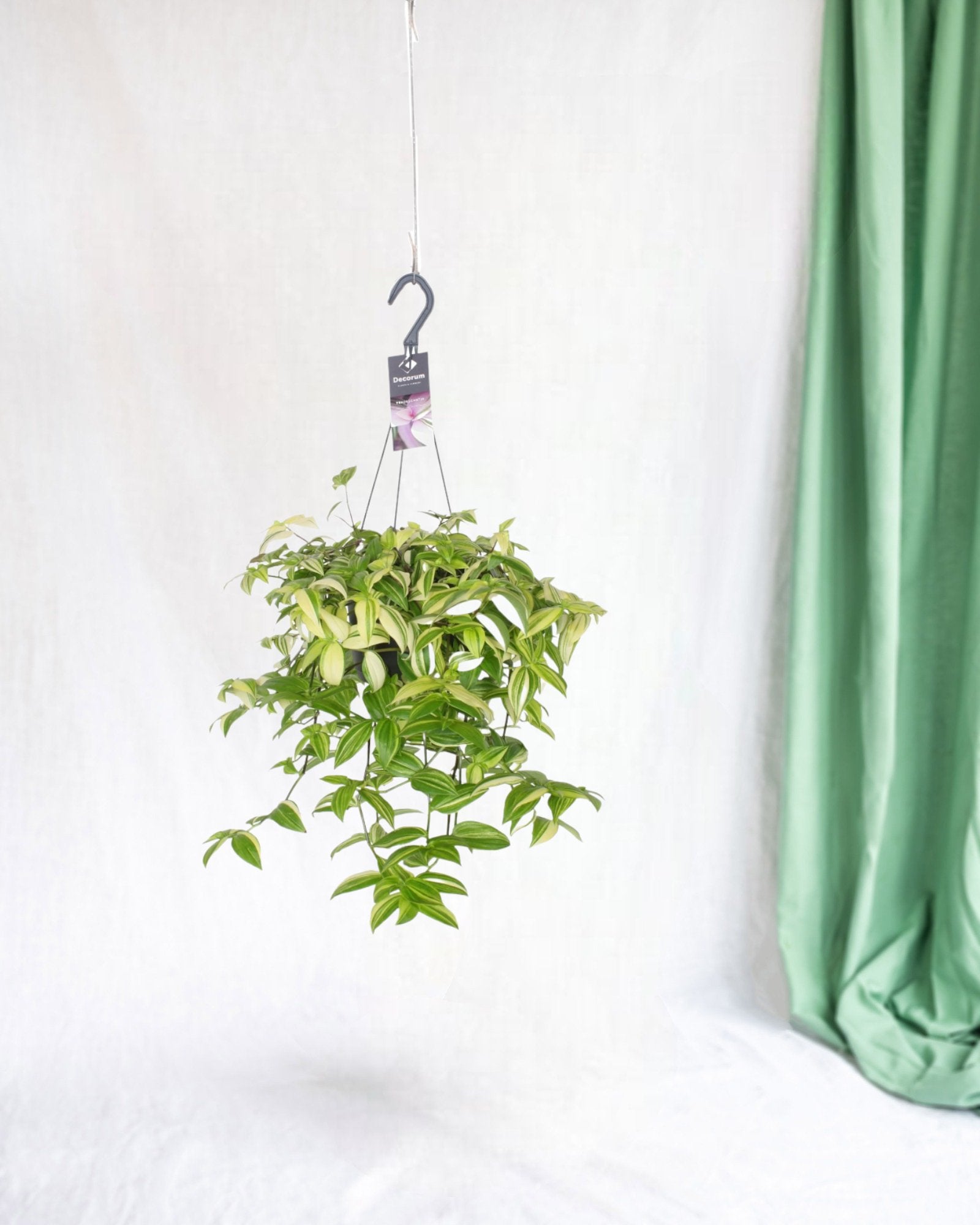 Entretien - Tradescantia Yellow Hill: Guide pratique - La Green Touch