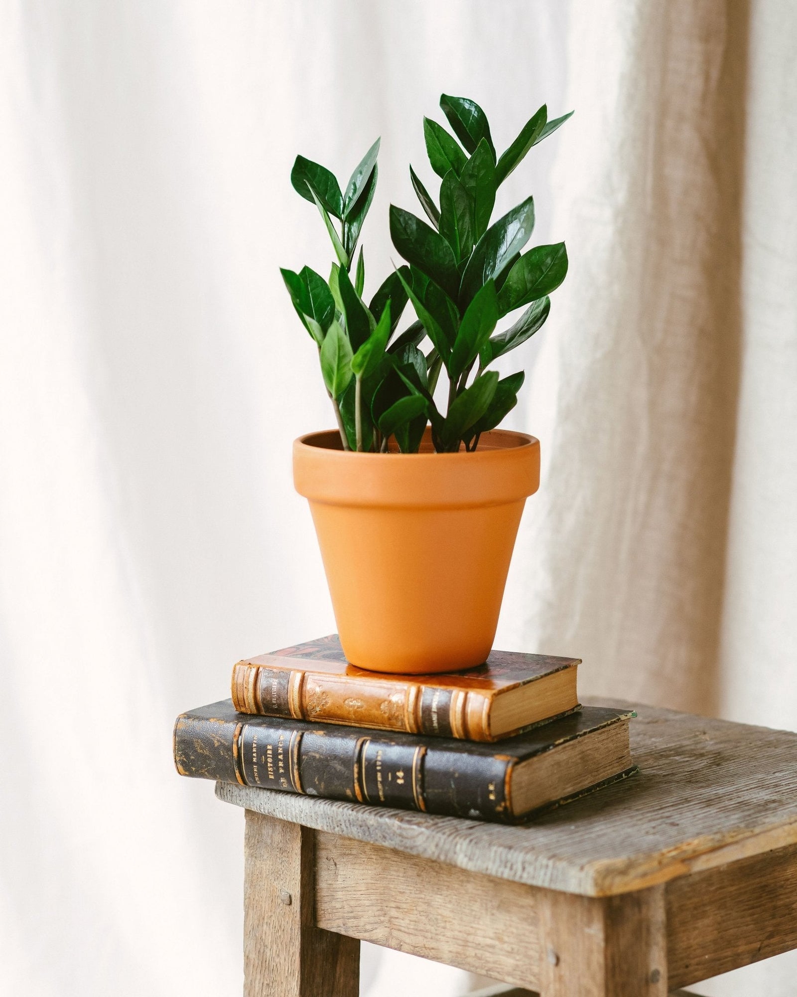 Entretien Zamioculcas Zamiifolia - La Green Touch