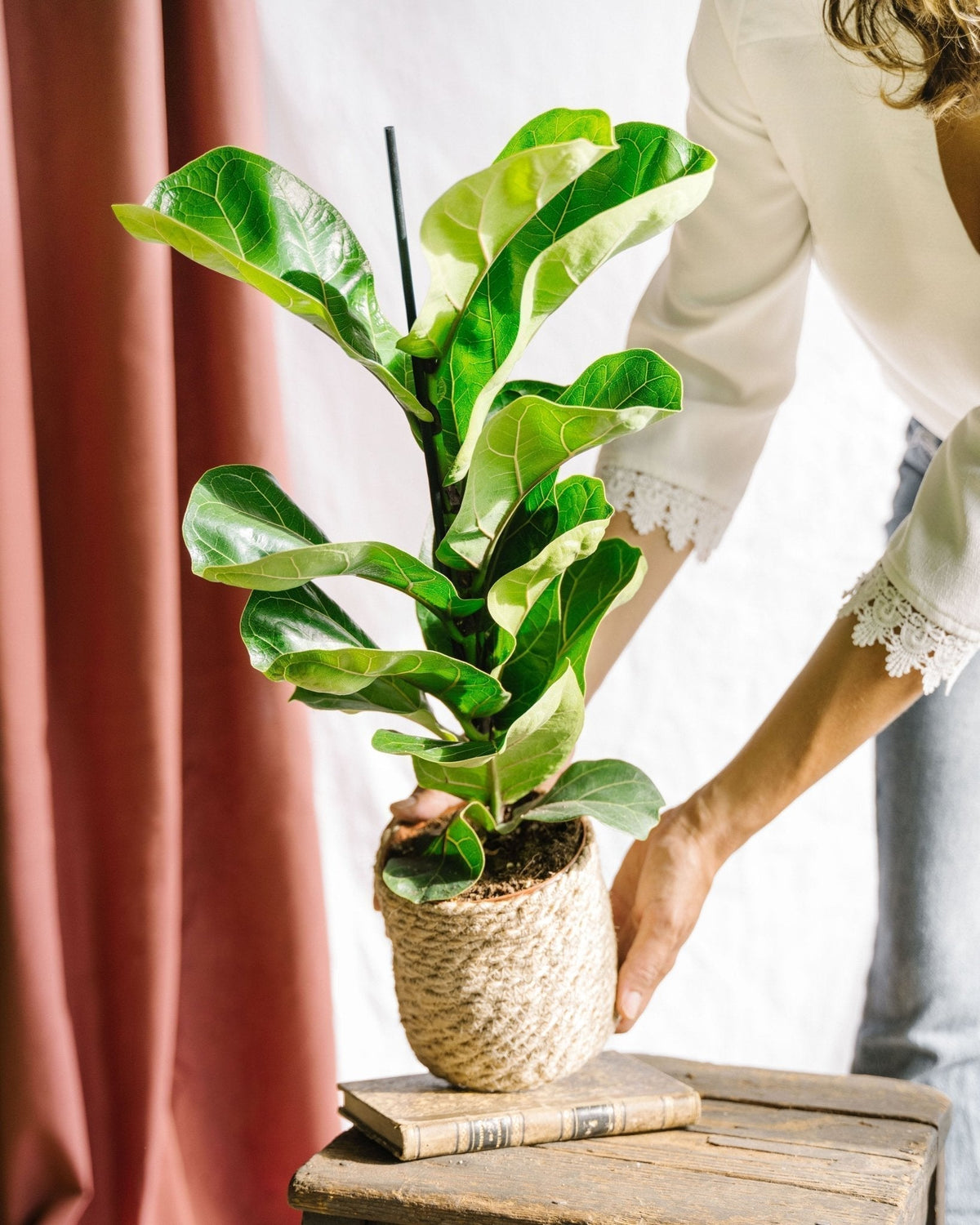 Ficus lyrata en Marly main image 1